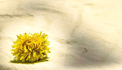 Flower yellow petal