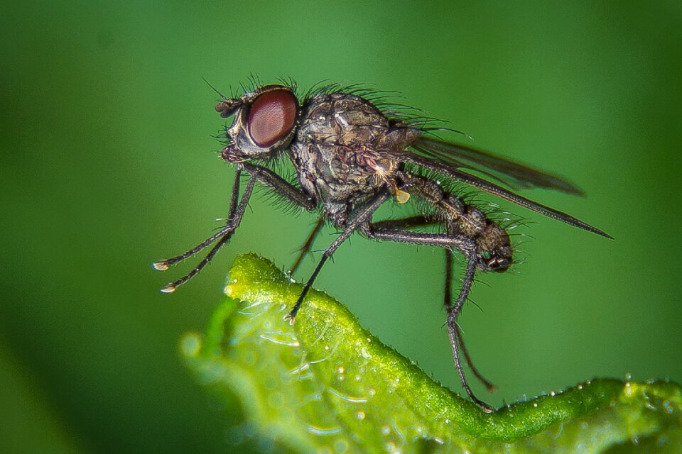 Insect nature close up photo