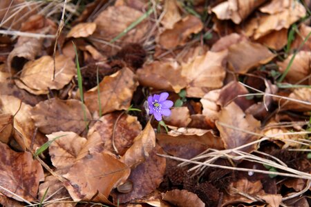 Season outdoor sprout