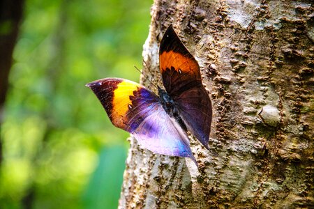 Nature the forests butterfly