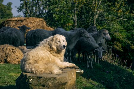 Sheep forest straw photo