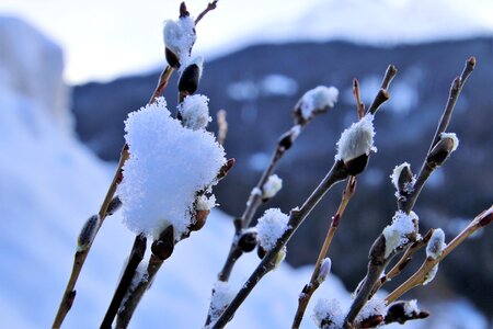 Nature winter branch