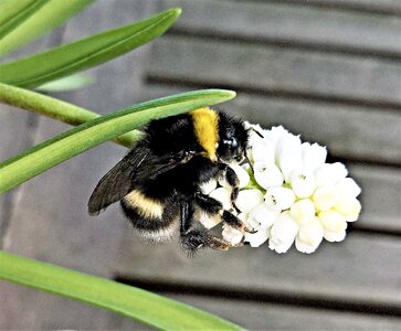 Insect single bloom white