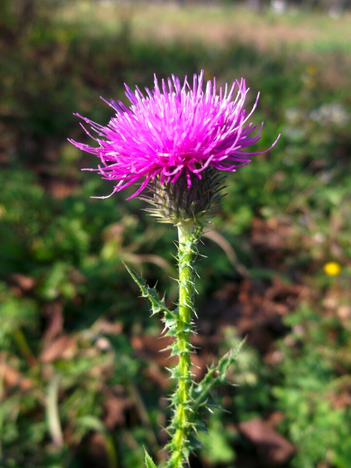 Flower bloom wildflower