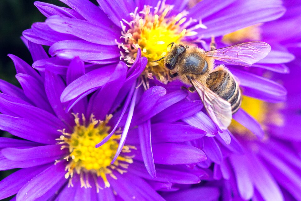 Nature insect honey bee photo