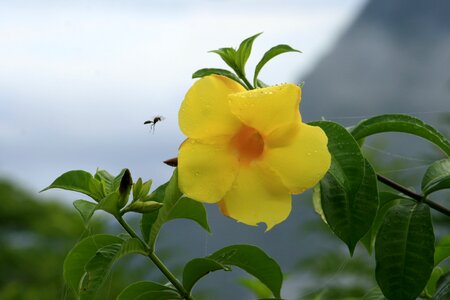 Flower insect hibiscus yellow