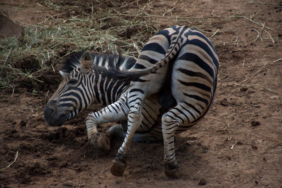 Animals long neck river safari herbivorous