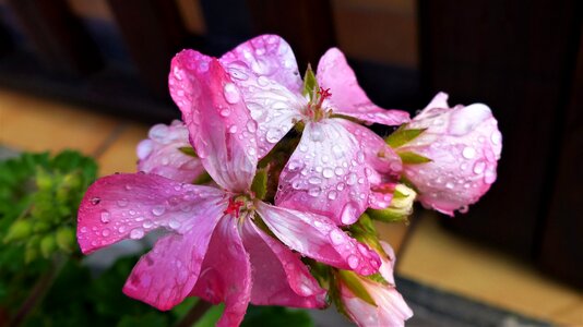 Garden summer geraniums