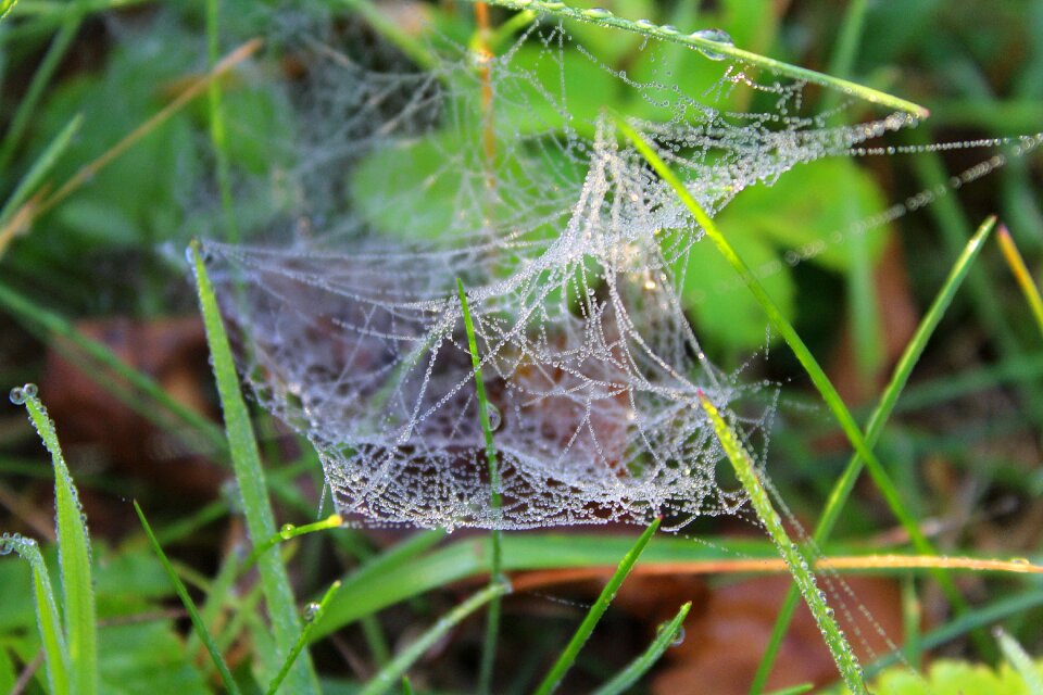 Spider's web drops nature
