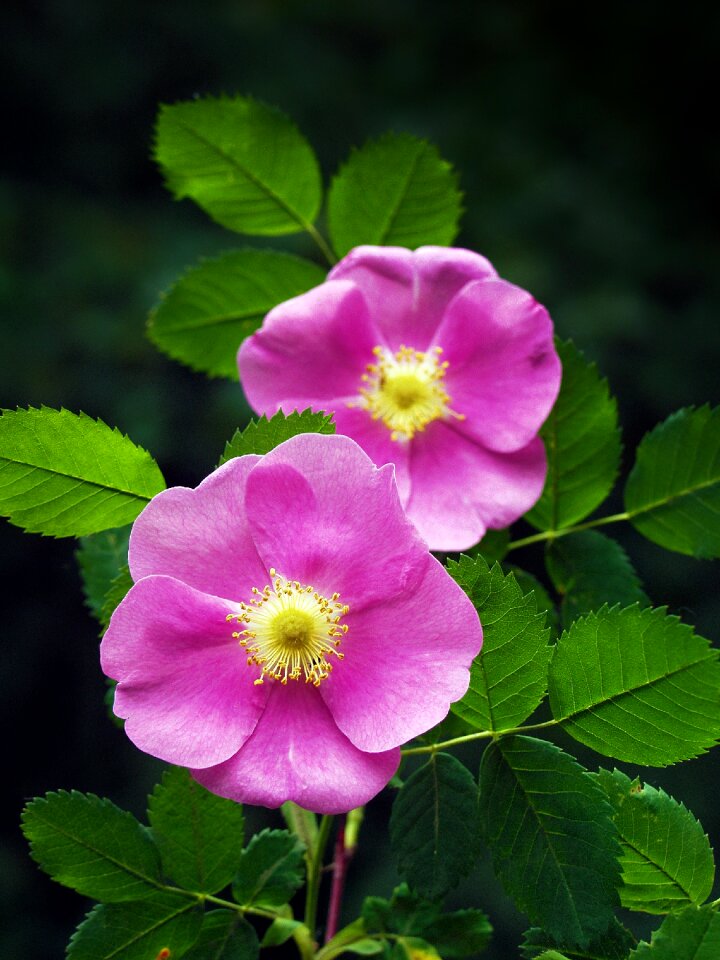 Nature flowers flora