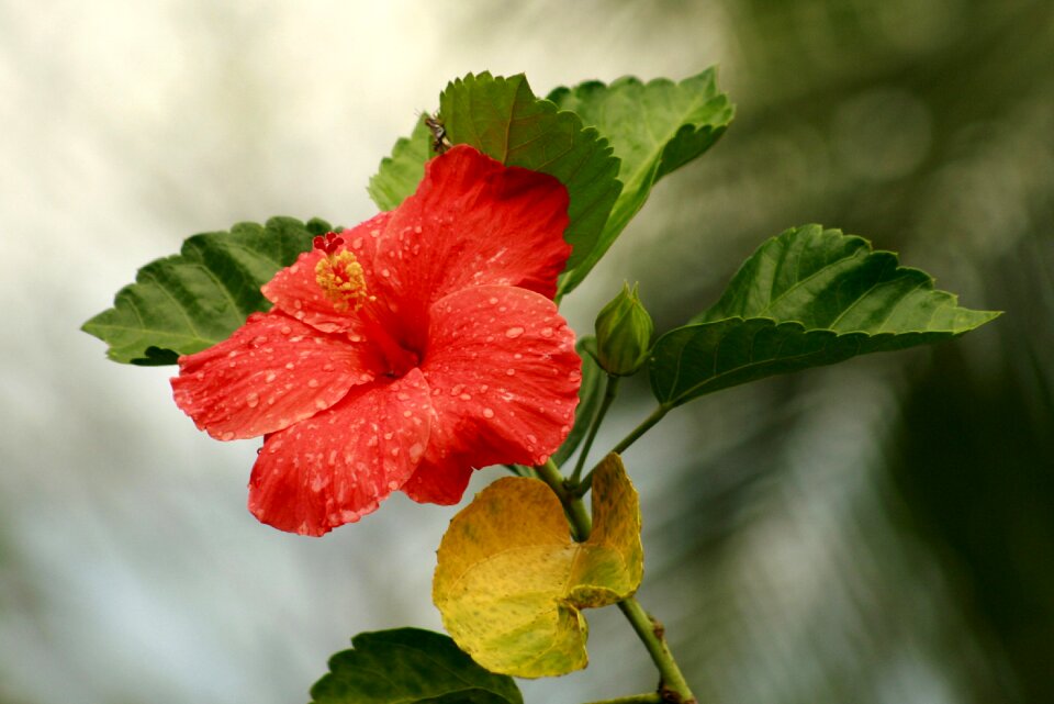 Summer plant insect hibiscus red