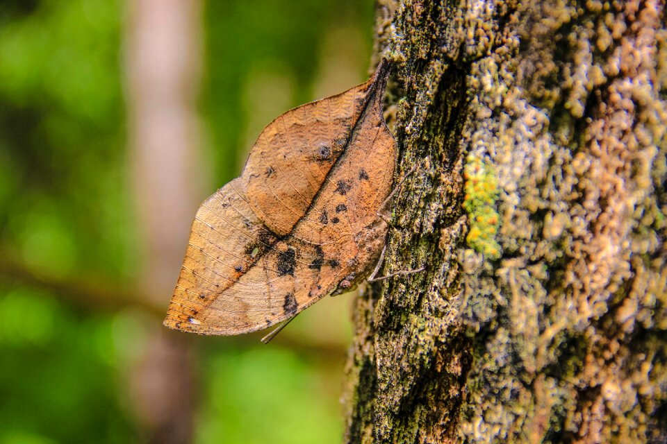 Nature the forests butterfly