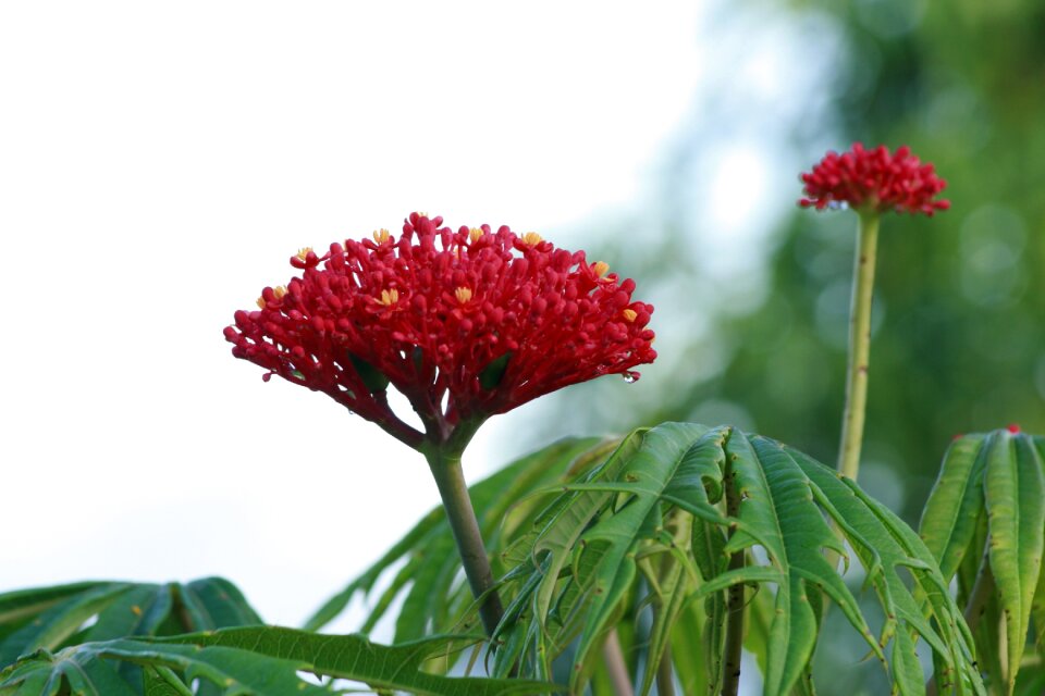 Flower summer outdoors