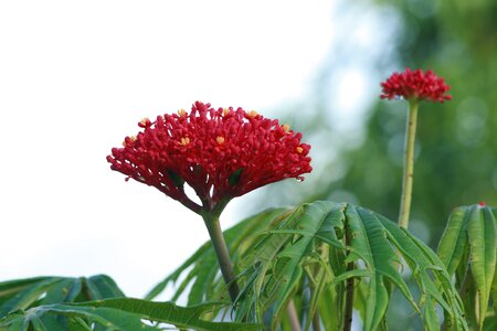 Flower summer outdoors