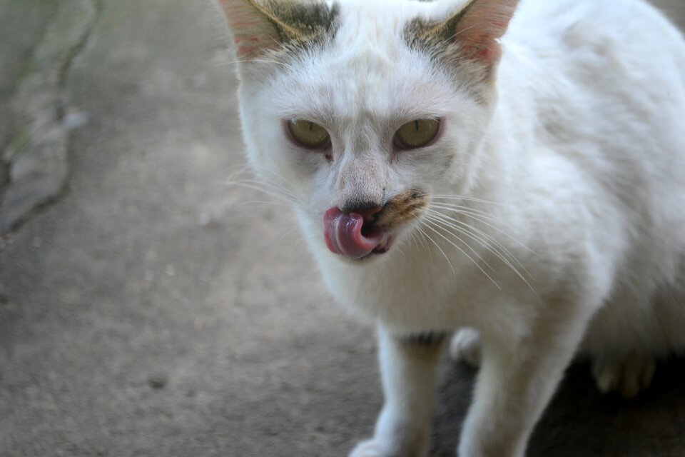 Fur cute feline photo