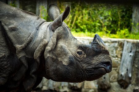 Park rhinoceros wild photo