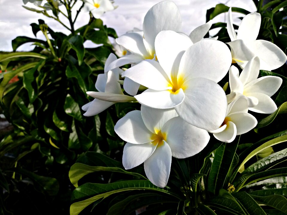 Nature plant tropical