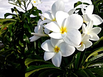 Nature plant tropical