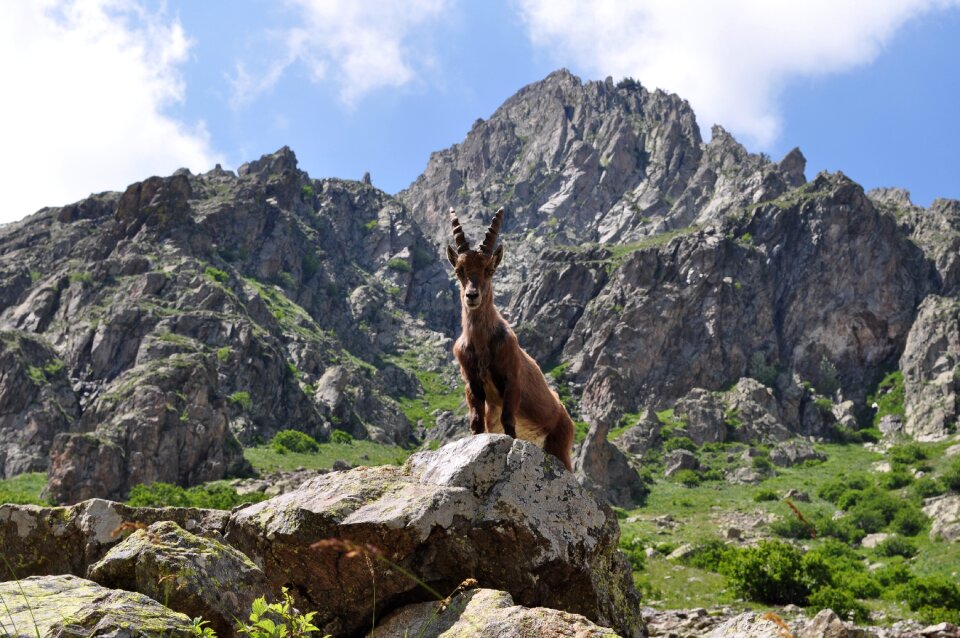 Mountain outdoors ibex