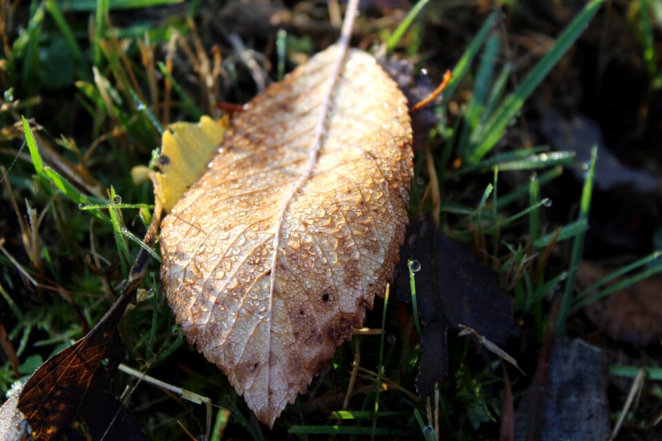 Nature droplets foliage