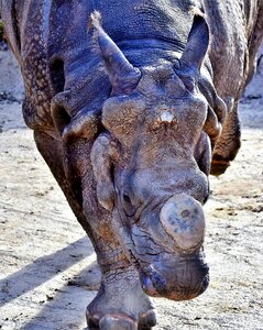Big game zoo animal world