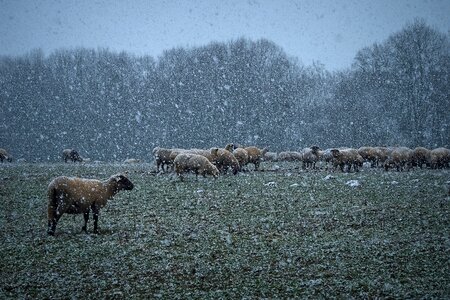 Winter cold sheep