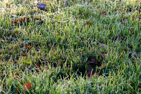Blade wet nature