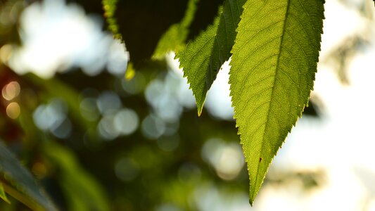 Summer foliage cherries