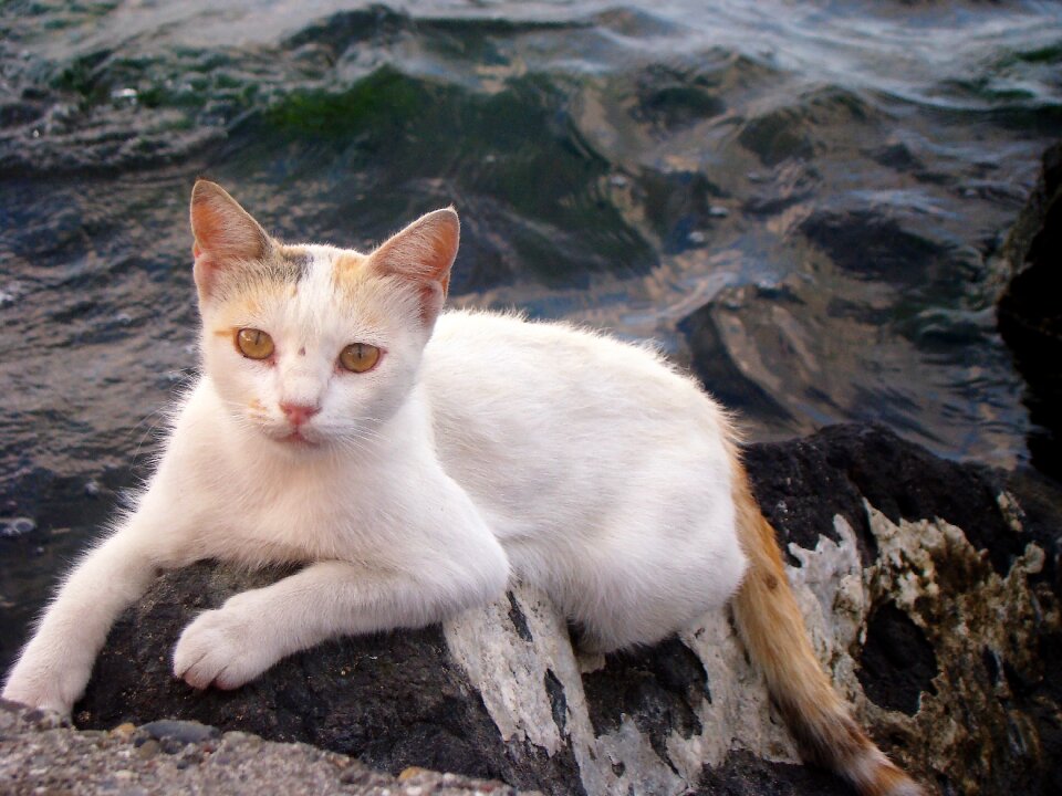 Sweet nature the homeless