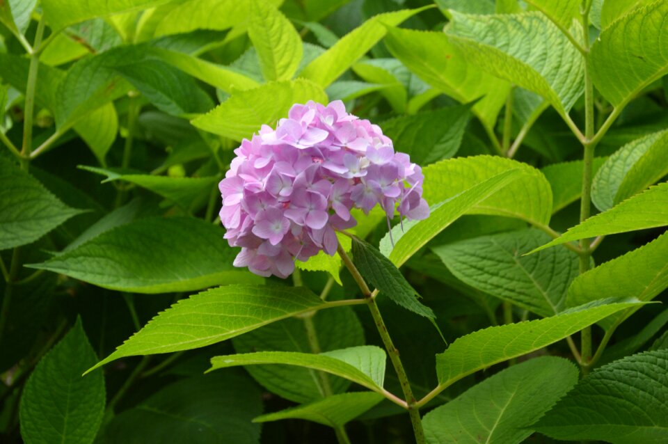 Blossom flower garden
