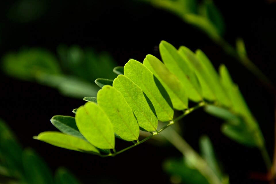 Acacia among shadows