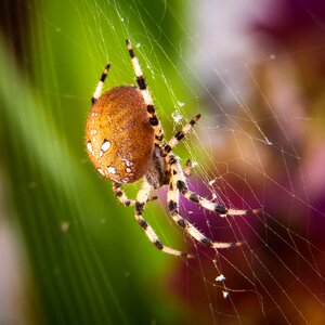 Close up nature insect photo