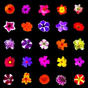 Colorful selection individual flowers