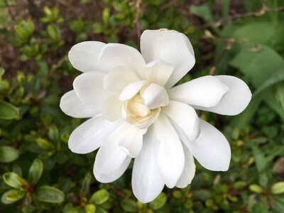 Magnolia white flower