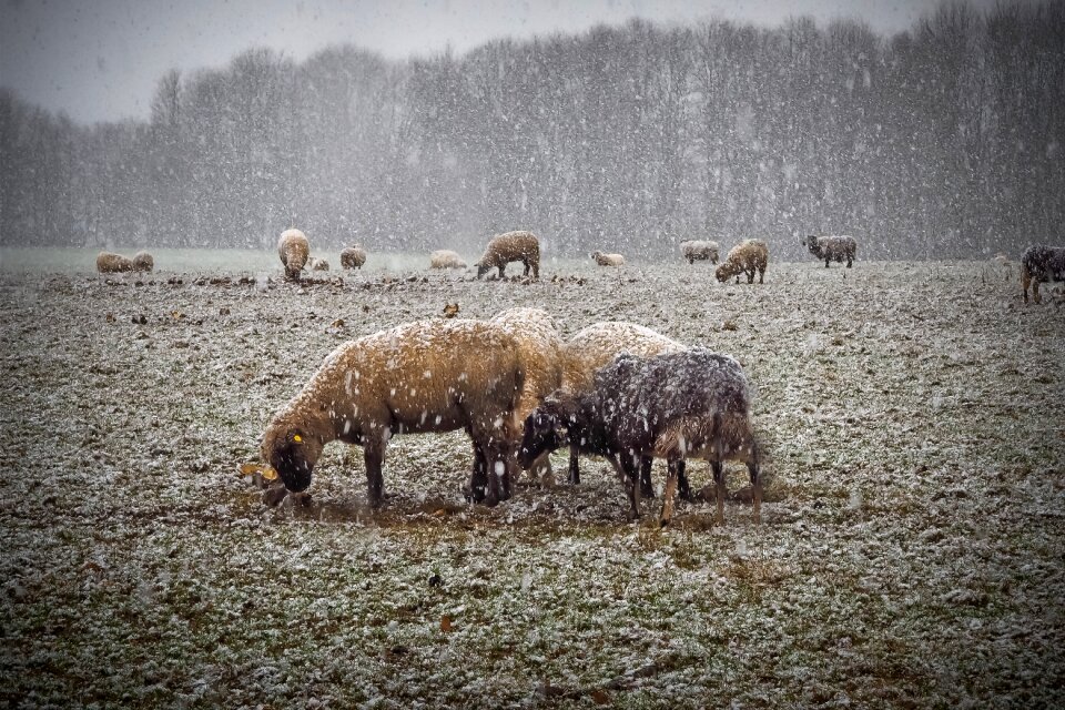 Winter cold sheep photo
