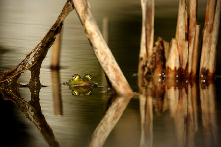 Reed mirroring nature photo