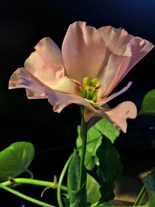 Stamens pink petals