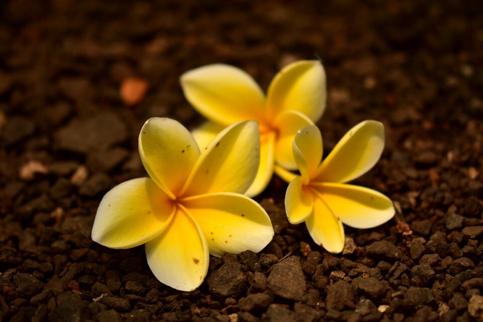 Yellowish flower fall bali