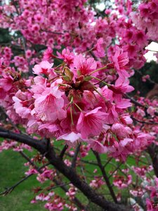 Spring cherry japanese cherry