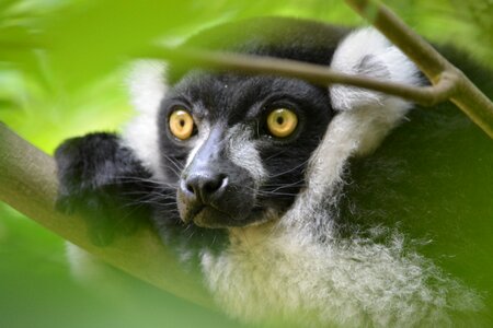 Animal world primate animal