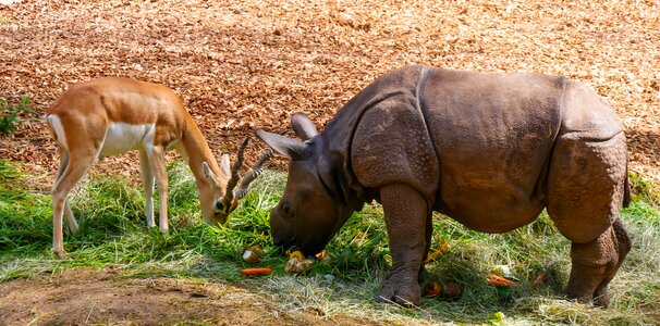 Young rhino antelope food photo
