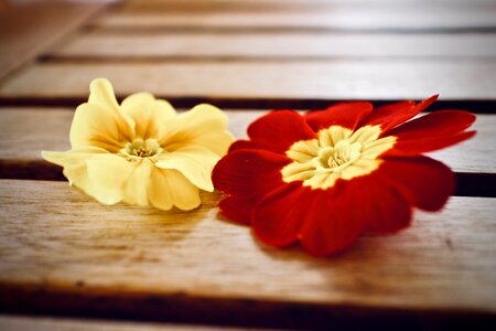 Petal wood background