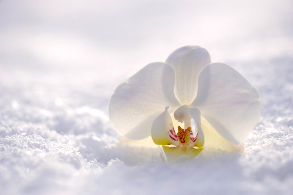 Bloom nature snow