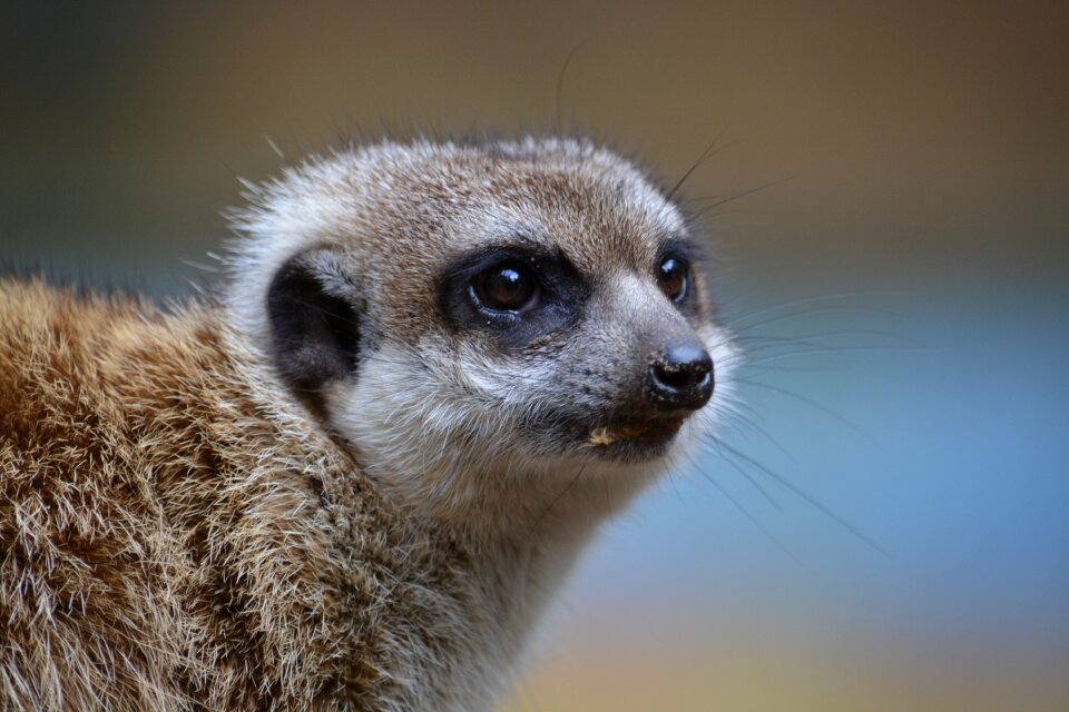 Animal world cute animal