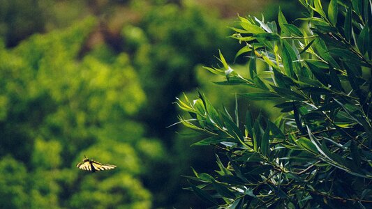 Butterfly insect animal