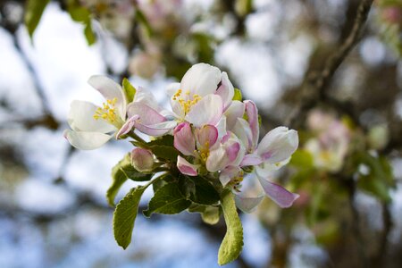 Tree apple plant