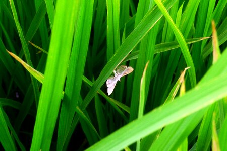 Bug rice field