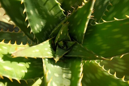 Aloe vera succulent nature