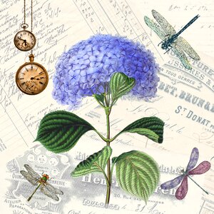 Hydrangea watches background