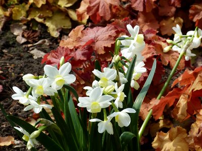 Bed flowers spring